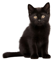 Obraz premium PNG A baby black cat mammal animal kitten.
