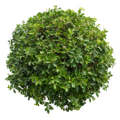 Naklejka premium [Transparent Background PNG]Green Bush Isolated on White Background