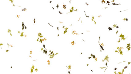Isolated beautiful falling autumn fall oak leaves