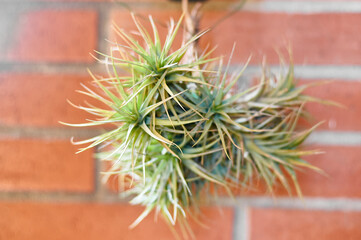 Vibrant green air plant with spiky leaves hanging on a red brick wall, captured in a detailed close-up to highlight its natural beauty and texture.