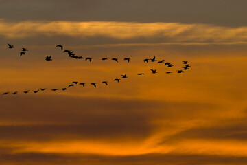 Graugänse im Flug in der Abendsonne an der Oder im Herbst