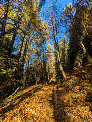 Fototapeta premium autumn in the woods