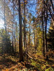 Obraz premium autumn forest in the autumn