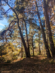 Fototapeta premium autumn forest in the morning