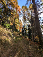 autumn in the forest