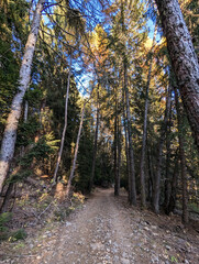 Obraz premium path in the woods