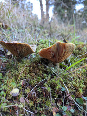 mushroom in the forest
