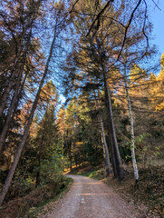 Obraz premium autumn in the forest