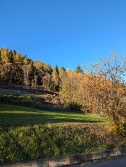autumn landscape with trees