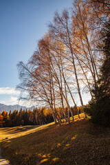 autumn landscape with trees