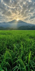 Obraz premium Green rice fields under the sunrise with mountain and forest in the background