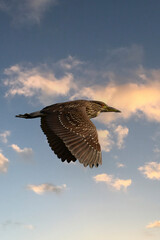 A young immature Black-crowned Night Heron bird in flight with wings spread