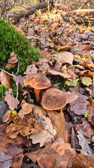 Bolets de Satan poussant dans les feuilles mortes (vallée de Chevreuse)