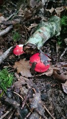 Deux belles russules rouges (vallée de Chevreuse)