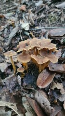 De belles chanterelles en tube dans une forêt de châtaignier de la vallée de Chevreuse