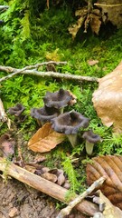 De belles trompettes de la mort dans une forêt de châtaignier de la vallée de Chevreuse