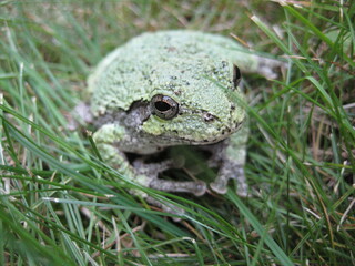 Gray Treefrog