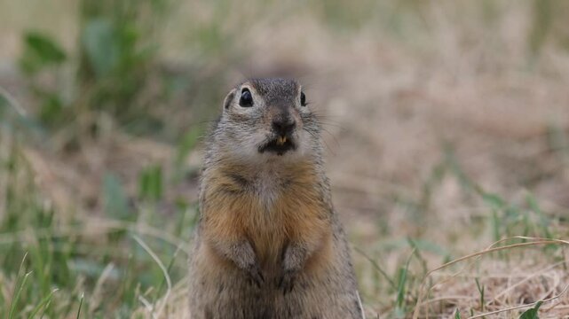Portrait of a speckled ground squirrel, close-up