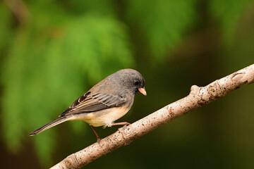 Close up of a female Dark-eyed Junco bird sitting perched on a branch at the edge of a forest