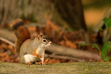 An alert American Red Squirel in the forest sits up on a falled tree and looks around nervously