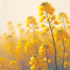 Fototapeta premium 유채꽃, 파스텔화 (Rapeseed, pastel painting)