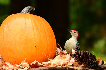 A male Red-bellied Woodpecker investigates a pumpkin added to the composte pile after halloween