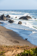 Rugged Coastal Beauty at Westport-Union Landing State Beach, California