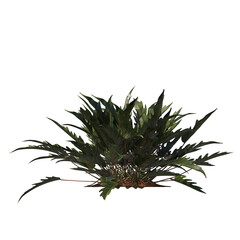 Philodendron Xanadu, evergreen, small tree, bush, light for daylight, easy to use, 3d render, isolated © Box