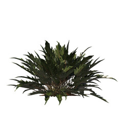 Philodendron Xanadu, evergreen, small tree, bush, light for daylight, easy to use, 3d render, isolated