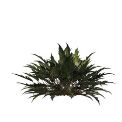 Philodendron Xanadu, evergreen, small tree, bush, light for daylight, easy to use, 3d render, isolated © Box