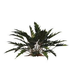 Philodendron Xanadu, evergreen, small tree, bush, light for daylight, easy to use, 3d render, isolated