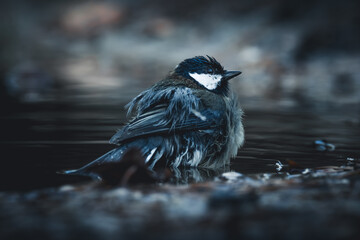 Die Meisen,
Die Meisen sind eine Familie in der Ordnung der Sperlingsv&ouml;gel, Unterordnung Singv&ouml;gel. Meisen kommen in der n&ouml;rdlichen Hemisph&auml;re und in Afrika vor.