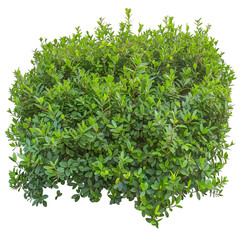 Obraz premium [Transparent Background PNG]Green Bush Isolated on White Background