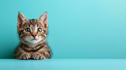 A cute tabby kitten sits on a blue table
