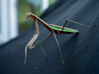 Praying Mantis
