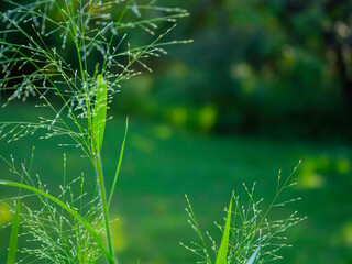 Springtime Flora with Bokeh
