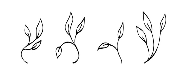 hand drawn botanical illustrations of various leaves
