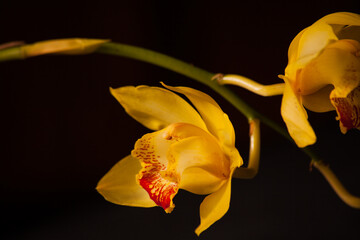 Cymbidium Orchid Flowers 16025