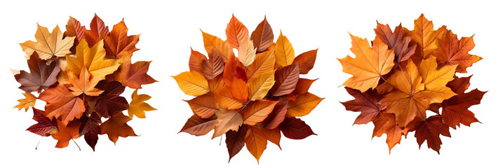 Fototapeta premium Colorful autumn leaves bursting with vibrant hues on a white isolated background.