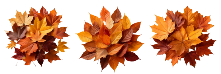 Colorful autumn leaves bursting with vibrant hues on a white isolated background.