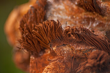 Slime mold Genus Stemonitis 15377
