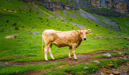 cow looking towards camera Ordesa y Monte Perdido National Park is in the north of the Iberian...