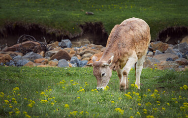 cow grazing next to the river Ordesa y Monte Perdido National Park is in the north of the Iberian Peninsula, located in the center of the Pyrenean mountain range, in the Autonomous Community of Aragon