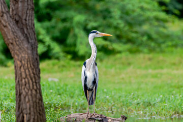 The Grey Heron Master of the Marshes