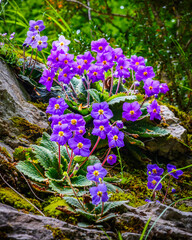 The Ordesa violet plant (Ramonda myconi) is an endemic species of the Pyrenees that stands out for...