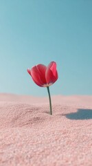 Fototapeta premium Vibrant Tulips on Plain Background