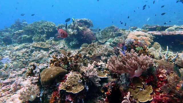 Komodo, Indonesia: Underwater footage of the colorful tropical coral reef during a scuba diving in the Siaba Kecil dive site in the Komodo park near Labuan Bajo in Flores