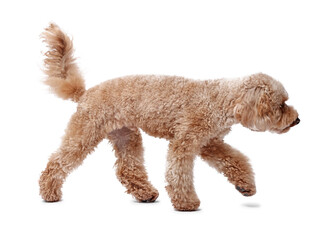 Cute Toy Poodle dog on white background. Lovely pet