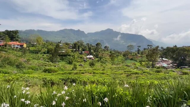 Sri Lanka nature, flowers and mountain view 