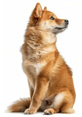 A ginger dog with pointy ears is sitting and looking away